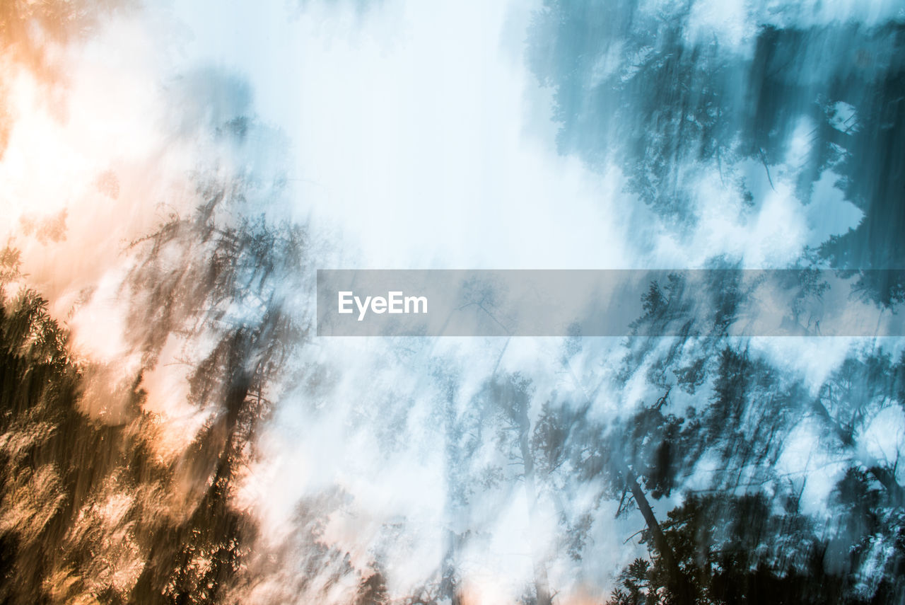 LOW ANGLE VIEW OF TREES AGAINST SKY IN FOREST