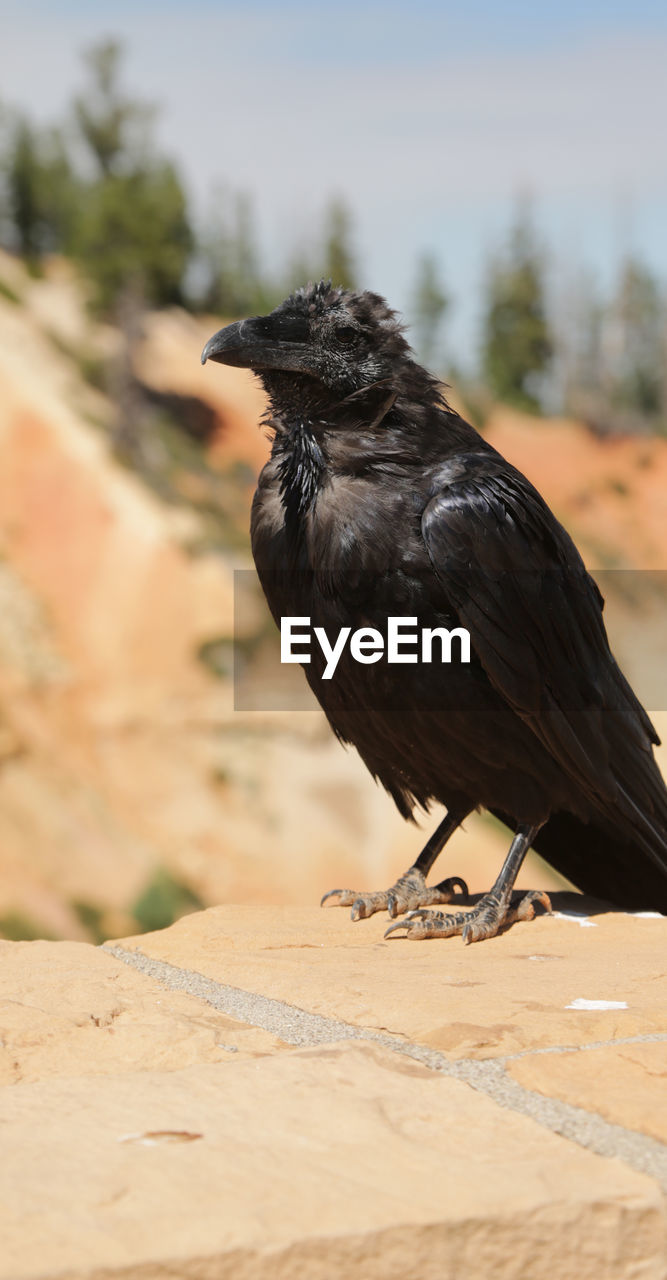 CLOSE-UP OF BIRD PERCHING ON A ROCK
