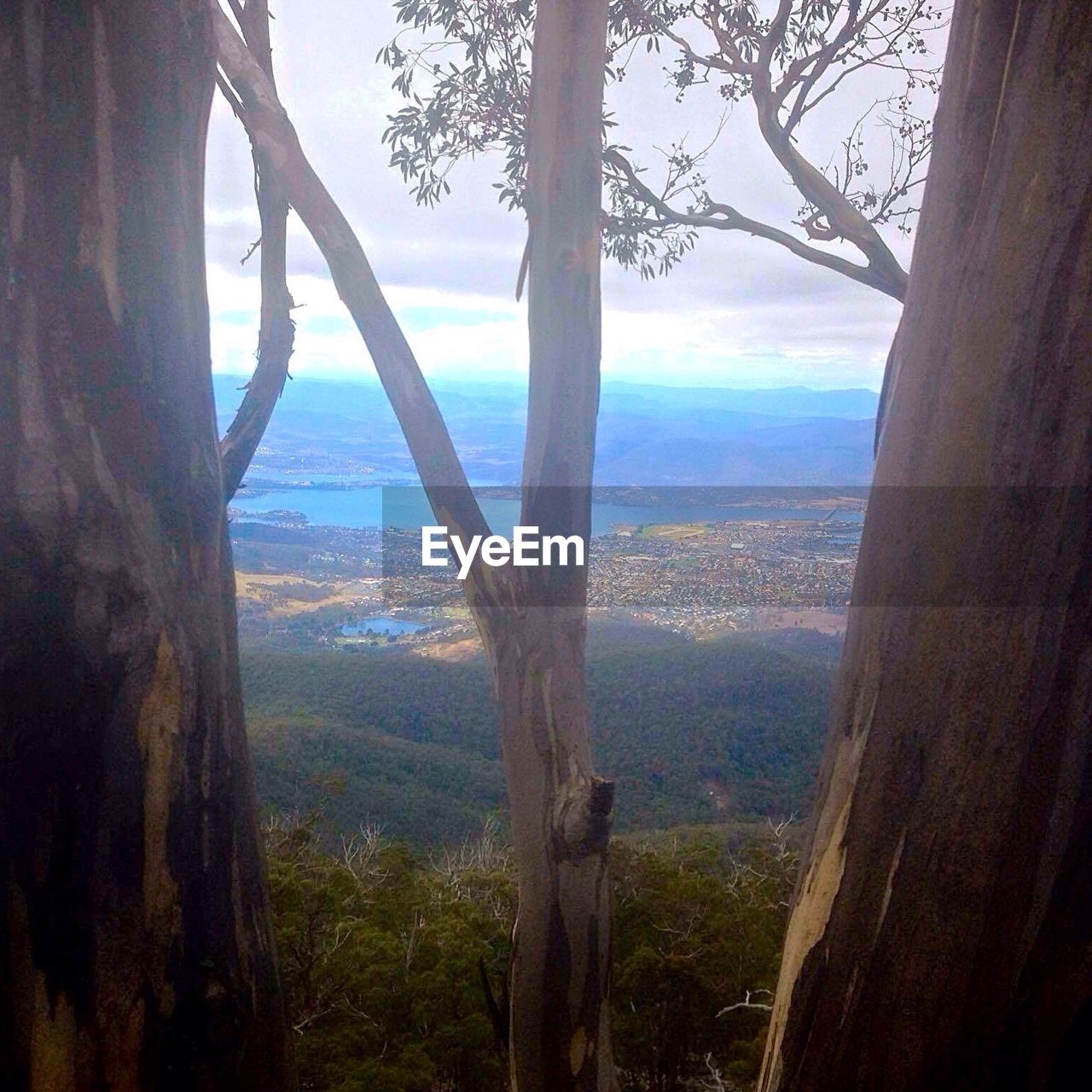 VIEW OF TREES