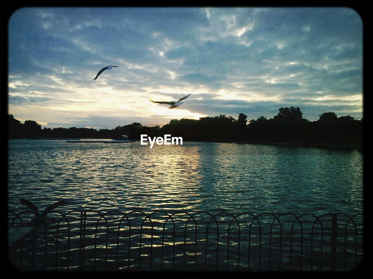 BIRDS FLYING OVER SEA