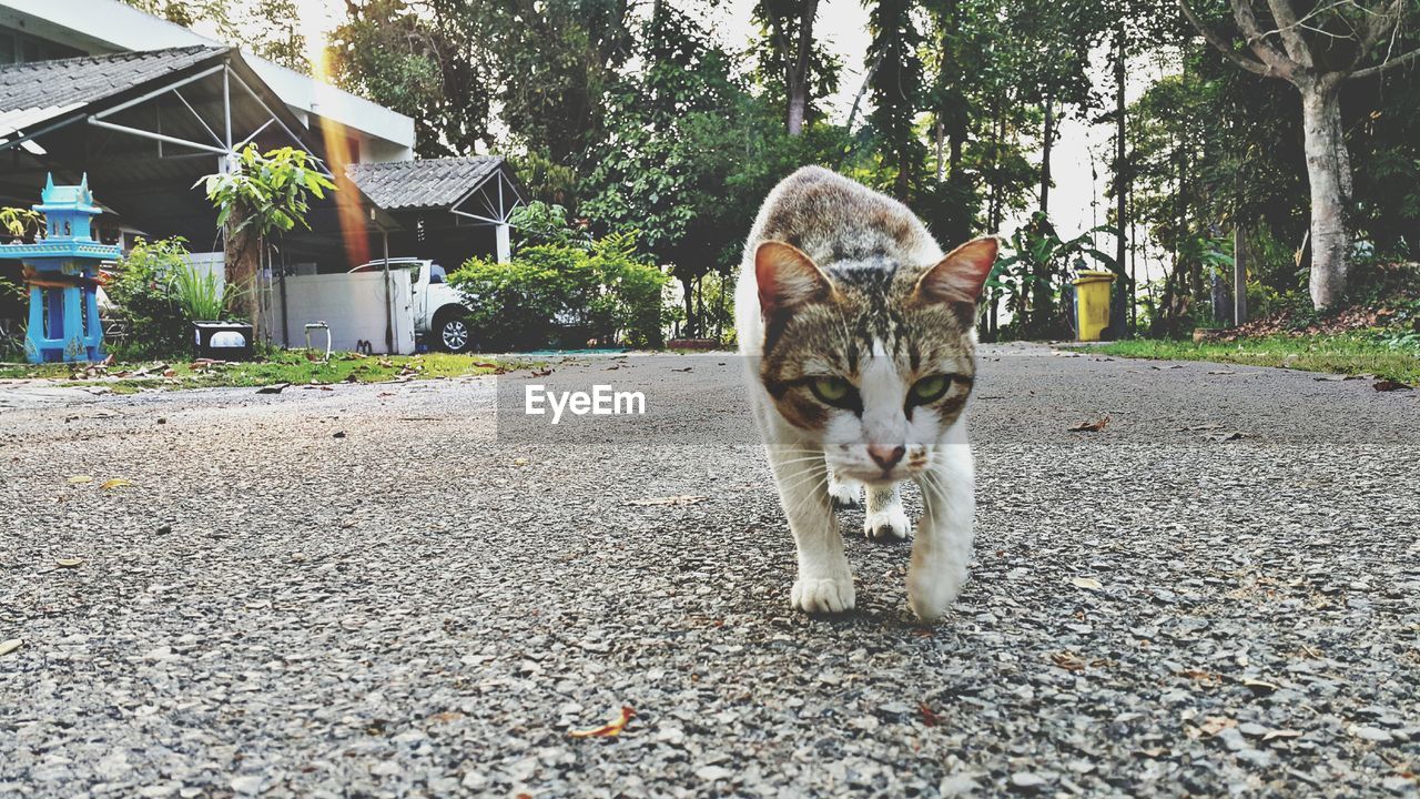 Cat on the street