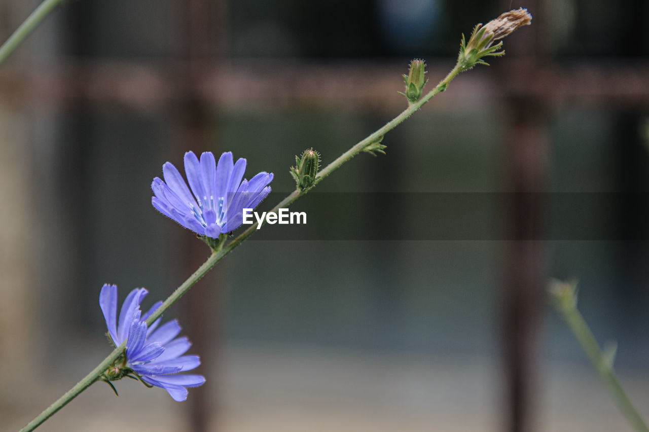 flower, flowering plant, plant, freshness, beauty in nature, purple, close-up, fragility, macro photography, nature, plant stem, focus on foreground, flower head, growth, petal, inflorescence, blossom, green, no people, outdoors, botany, day, springtime, wildflower, produce, blue