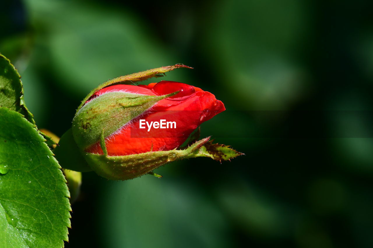 Close-up of red rose bud