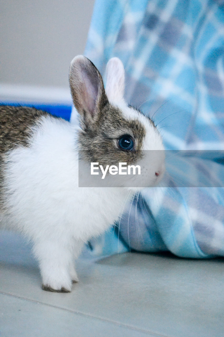 Close-up of a rabbit lying on floor