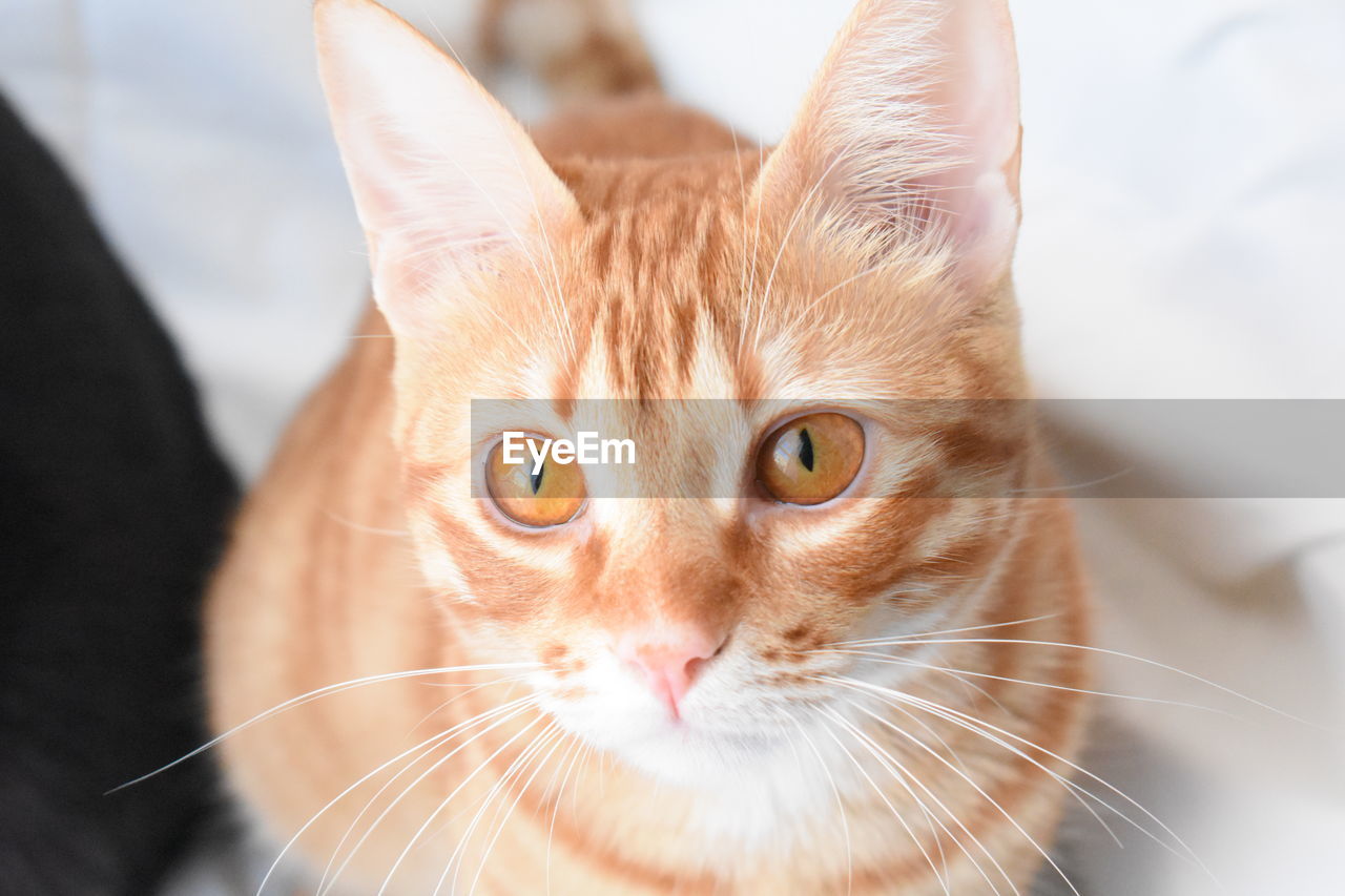 Close-up portrait of a cat