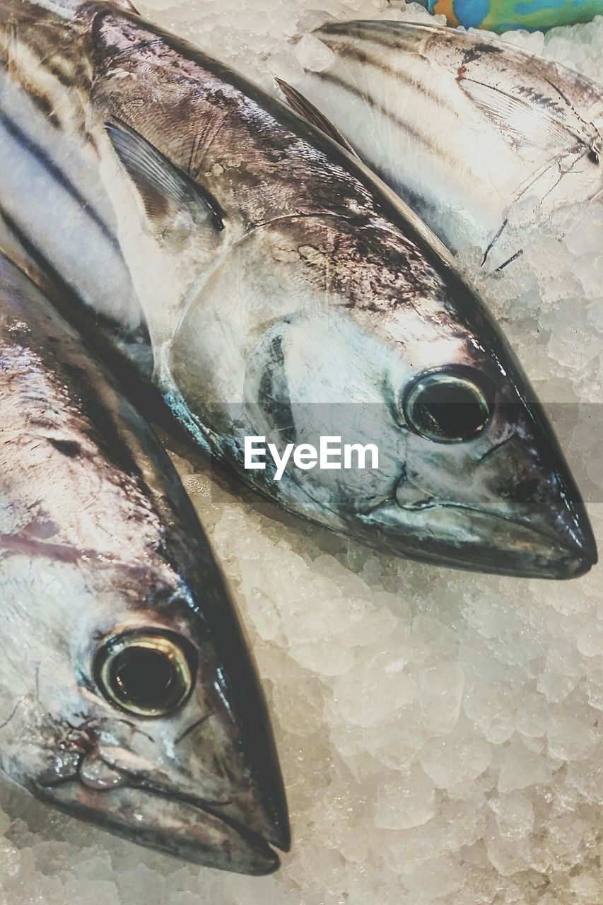 Close-up of fish on ice for sale