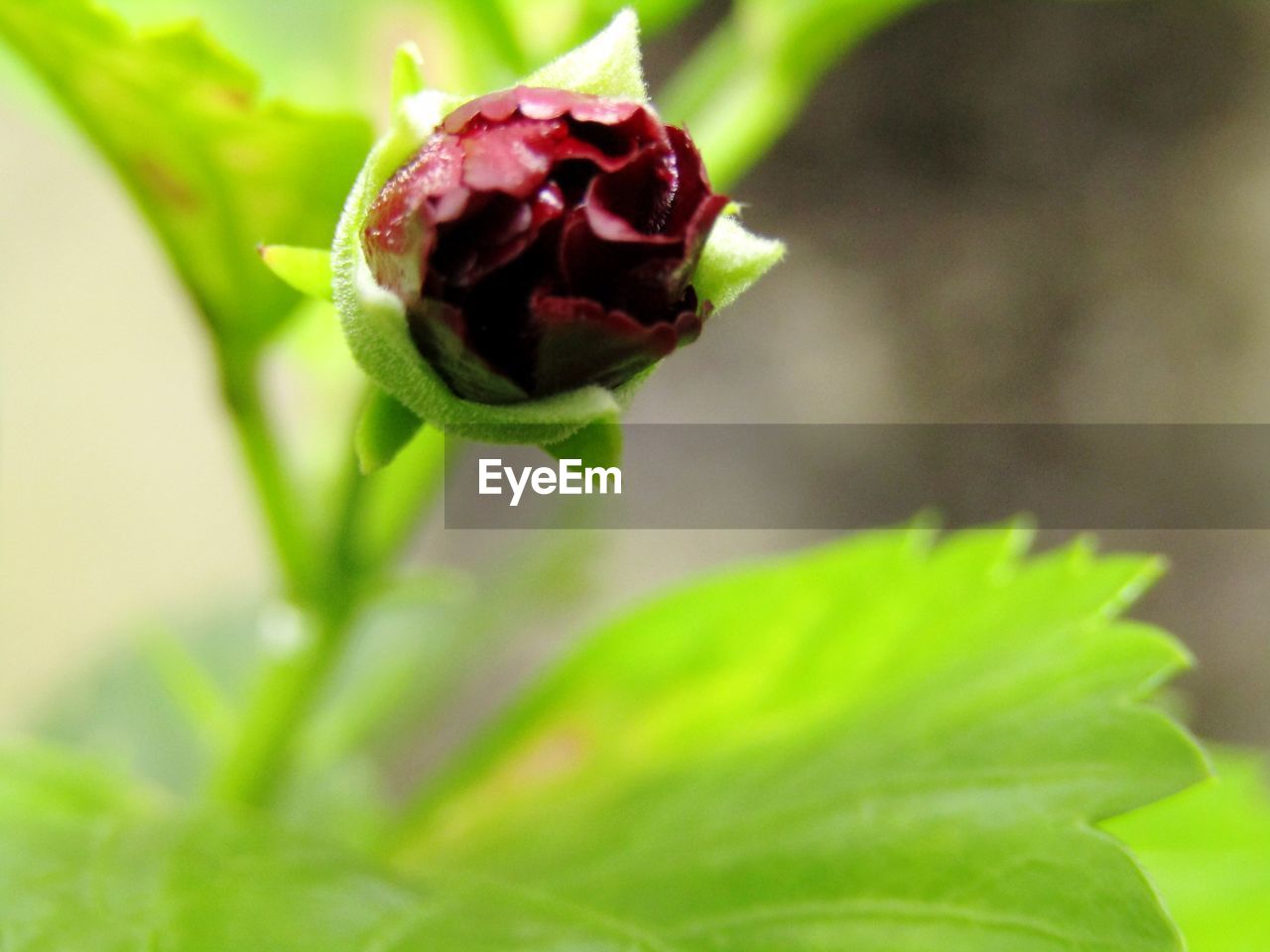 CLOSE-UP OF ROSE FLOWER BUD