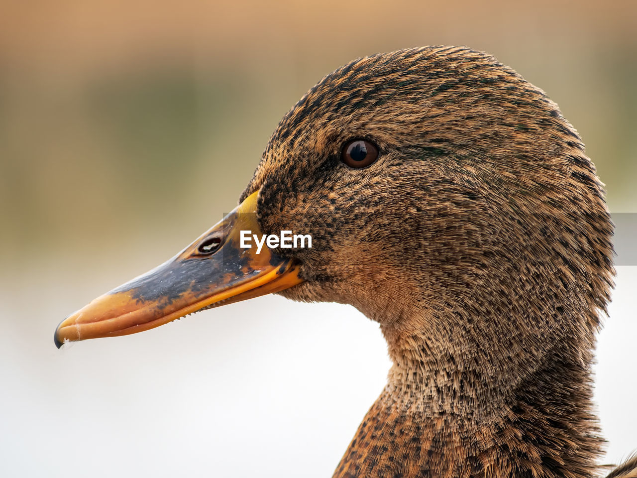 CLOSE-UP SIDE VIEW OF A BIRD