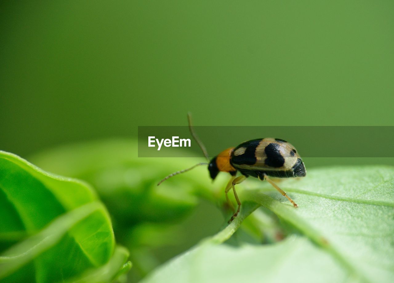 Close-up of insect on leaf