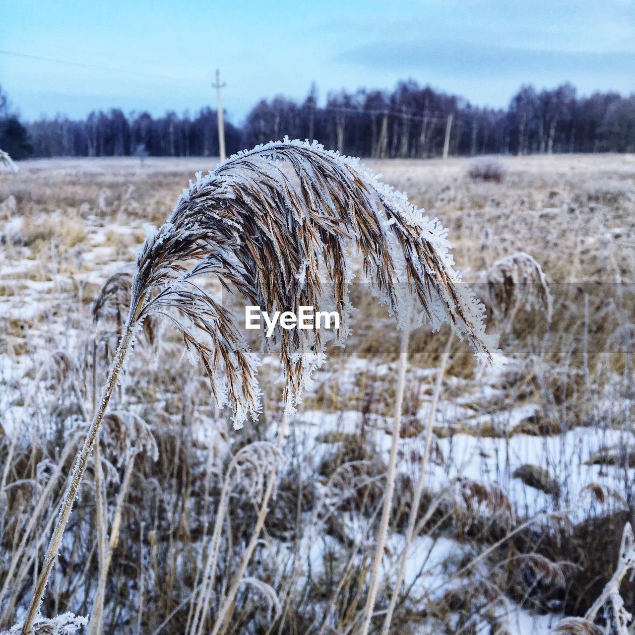 CLOSE-UP OF SNOWY FIELD AGAINST SKY DURING WINTER