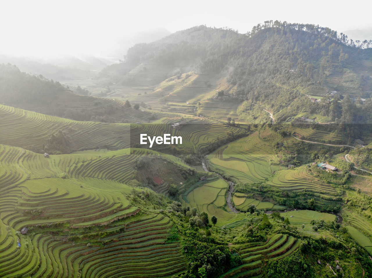 Scenic view of rice field against clear sky