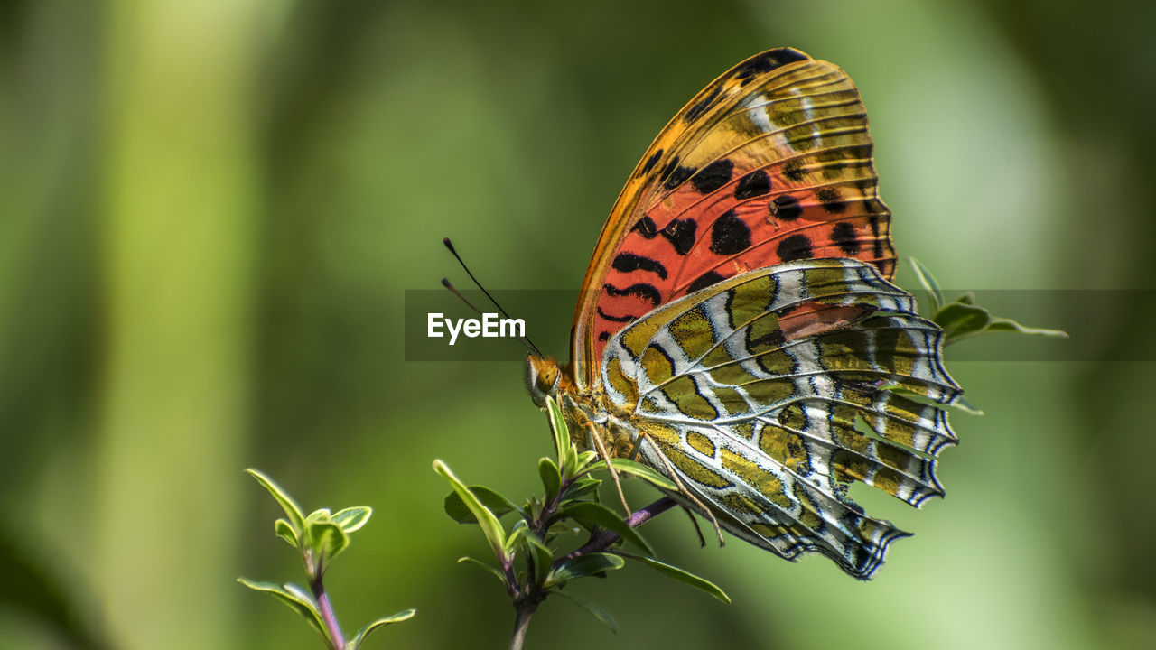 Close-up of large silverstripe butterfly with the broken wings.