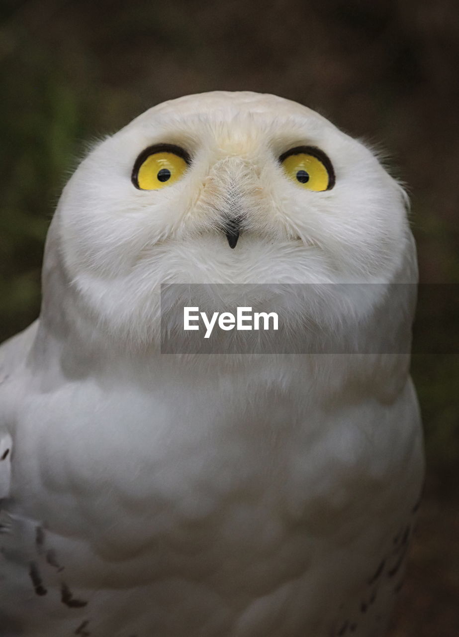 Snowy owl, bubo scandinacus, portrait