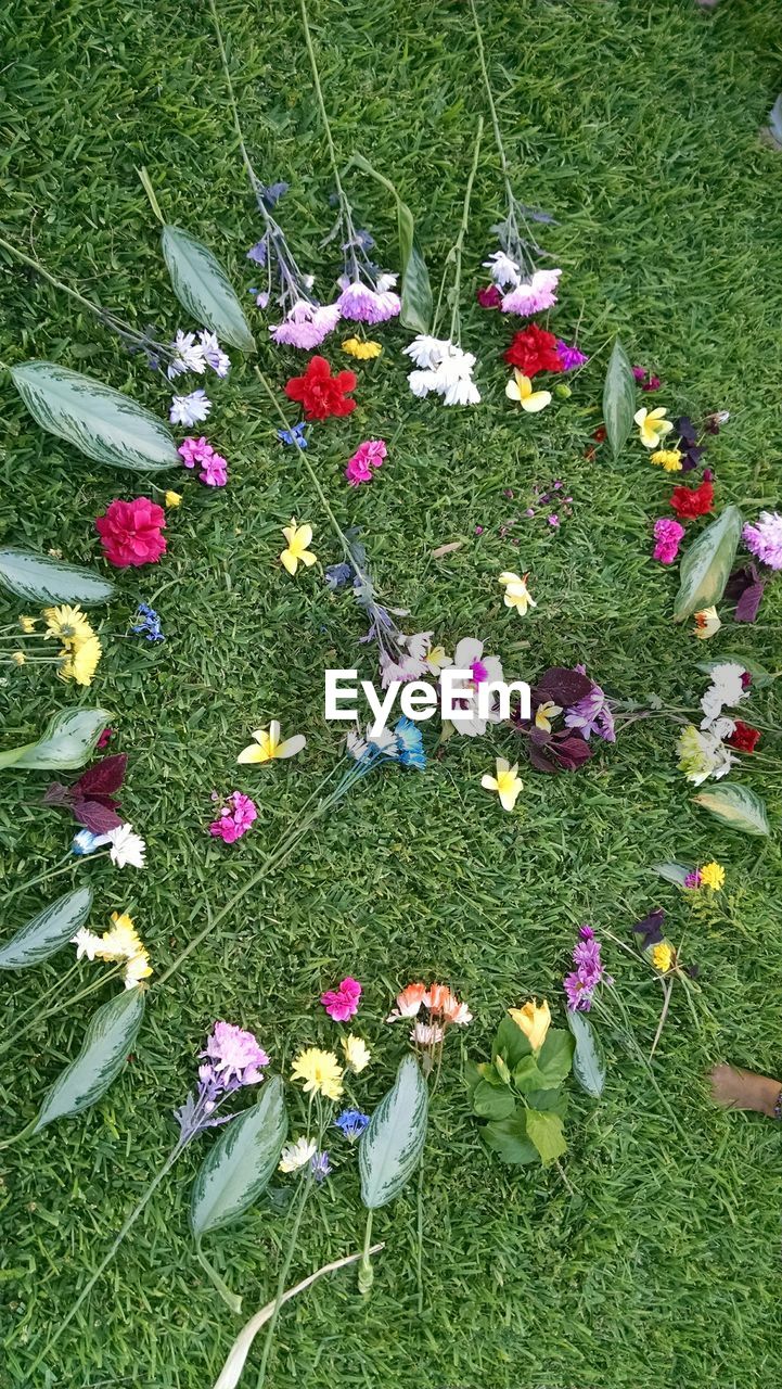 HIGH ANGLE VIEW OF PINK FLOWERS ON FIELD