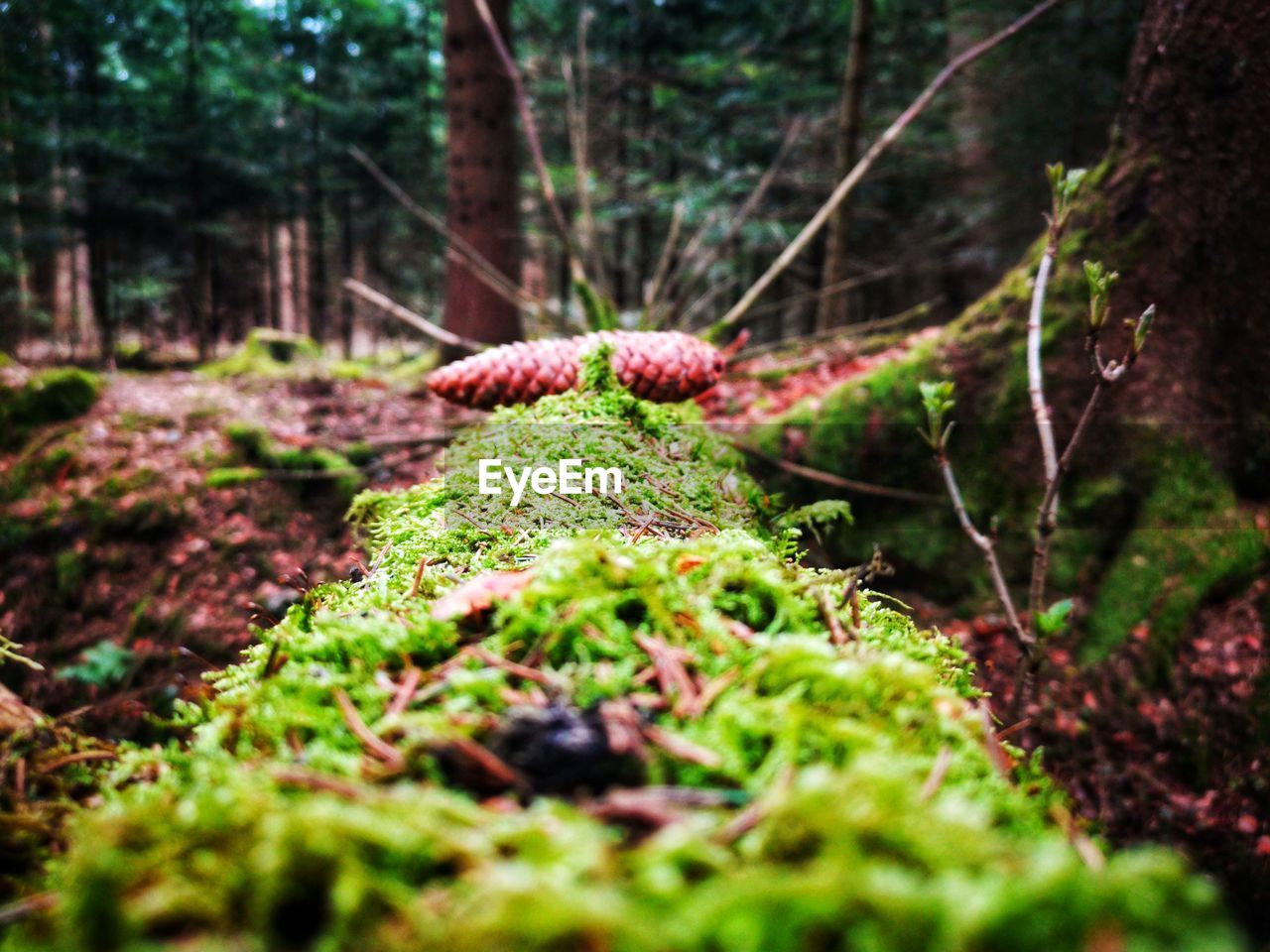 MOSS ON TREE TRUNK
