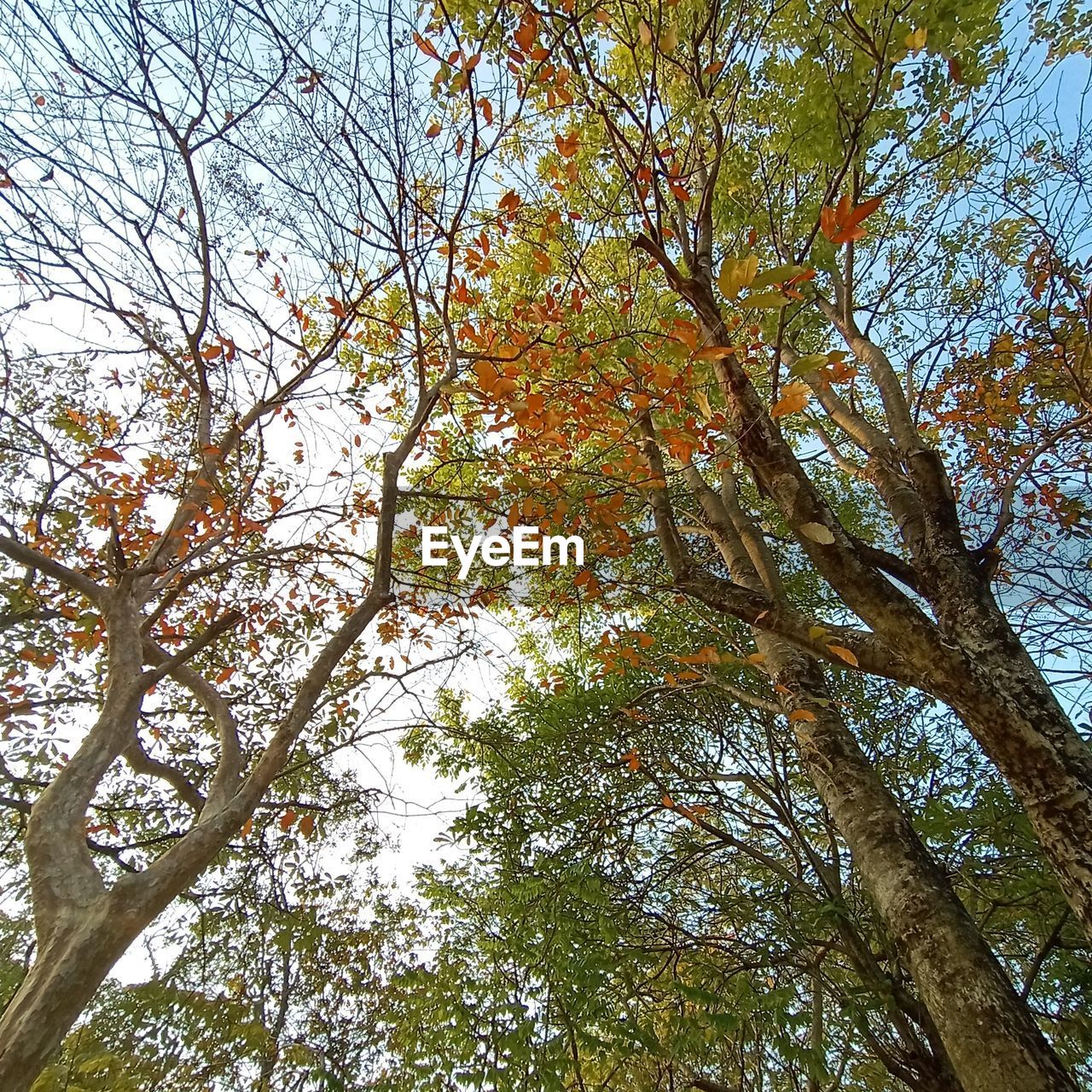 Low angle view of trees against sky