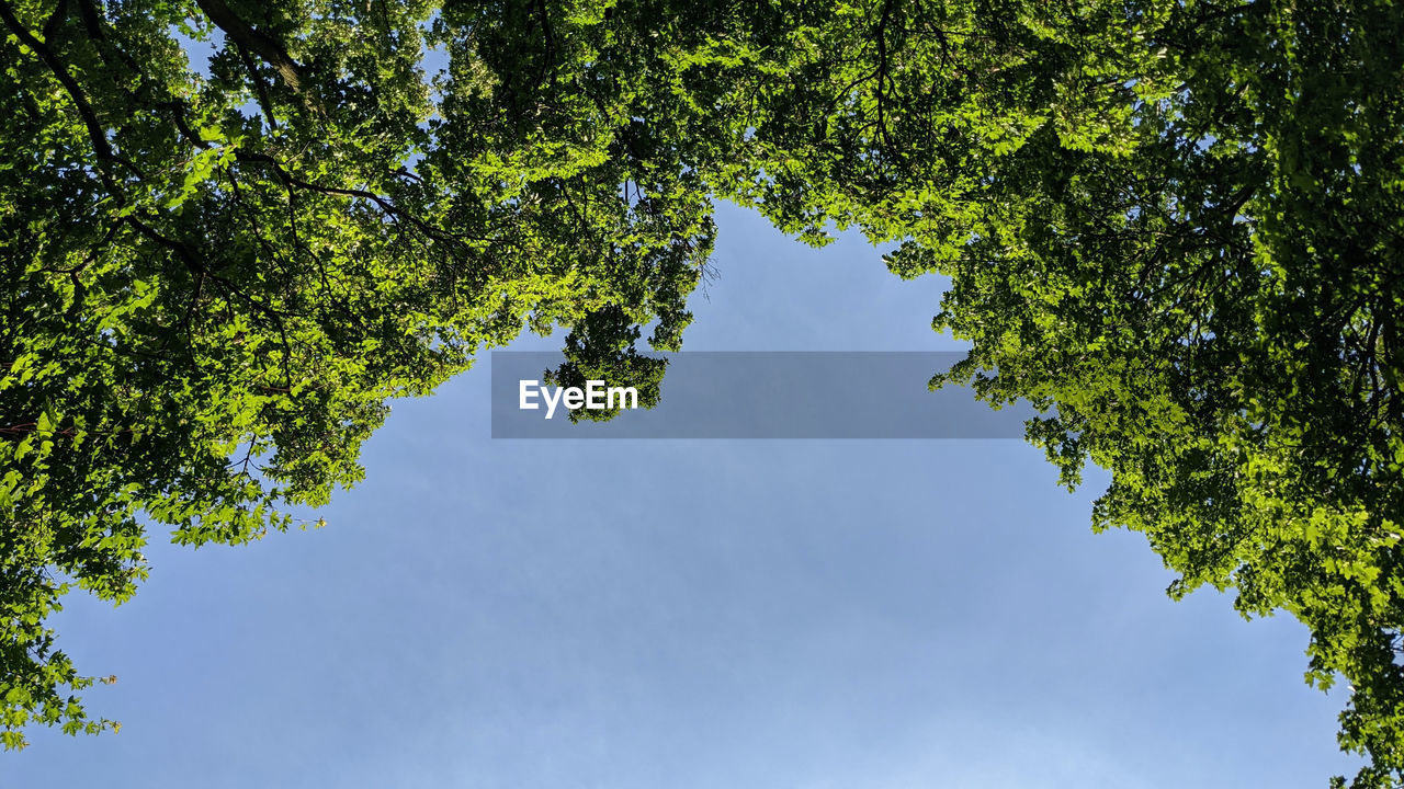 LOW ANGLE VIEW OF TREES AGAINST BLUE SKY