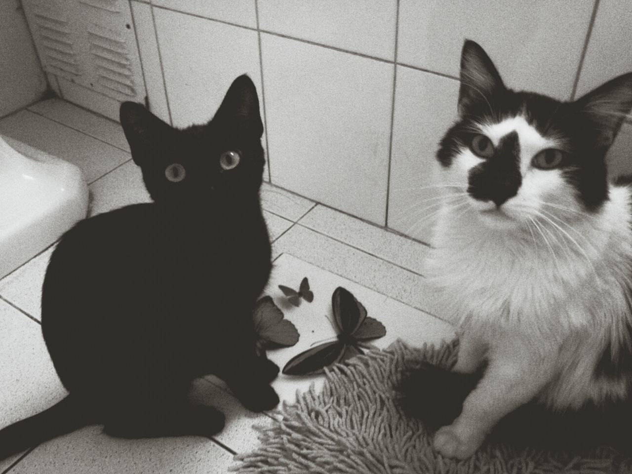 Two cats in bathroom