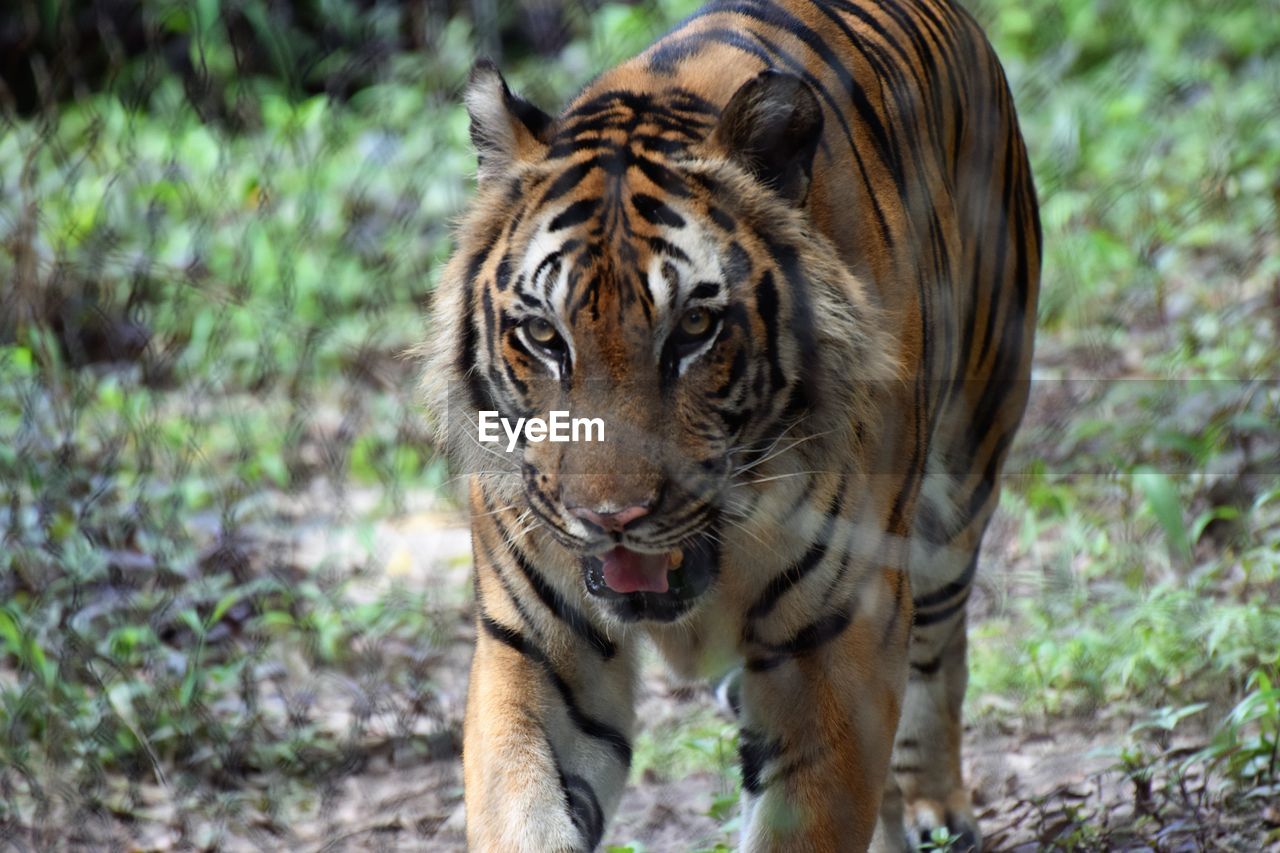 Portrait of tiger in zoo