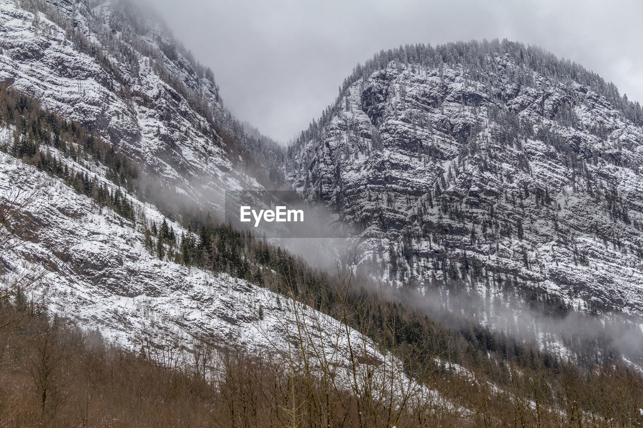 SNOW COVERED TREES AGAINST SKY