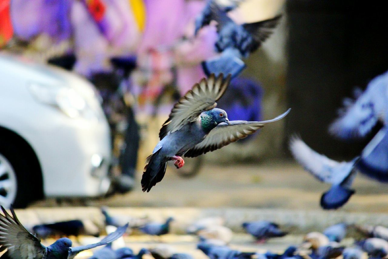 Pigeons at footpath