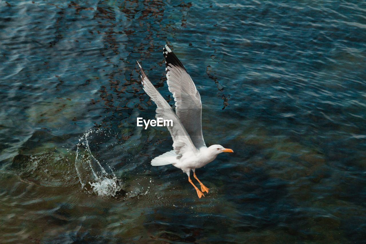 SEAGULL FLYING IN A LAKE