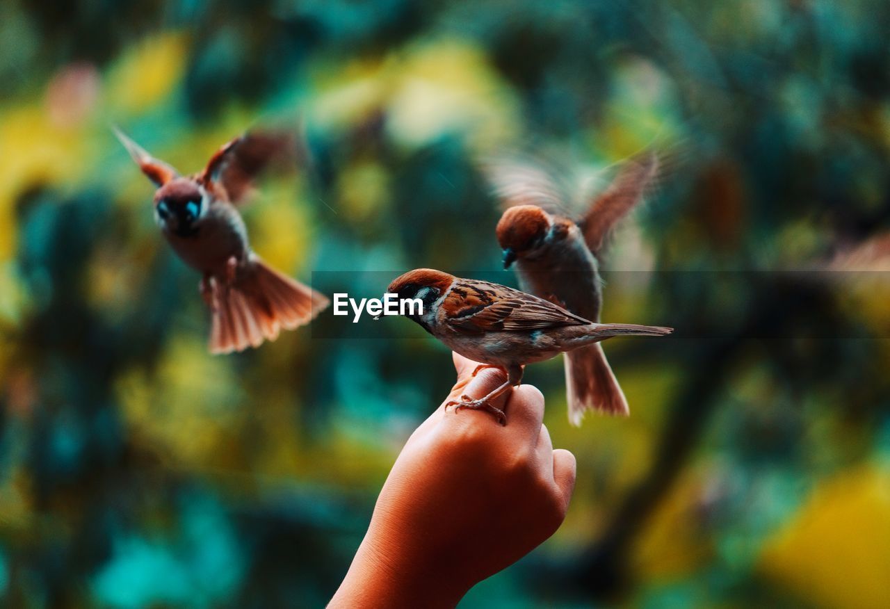 CLOSE-UP OF HAND HOLDING BIRD