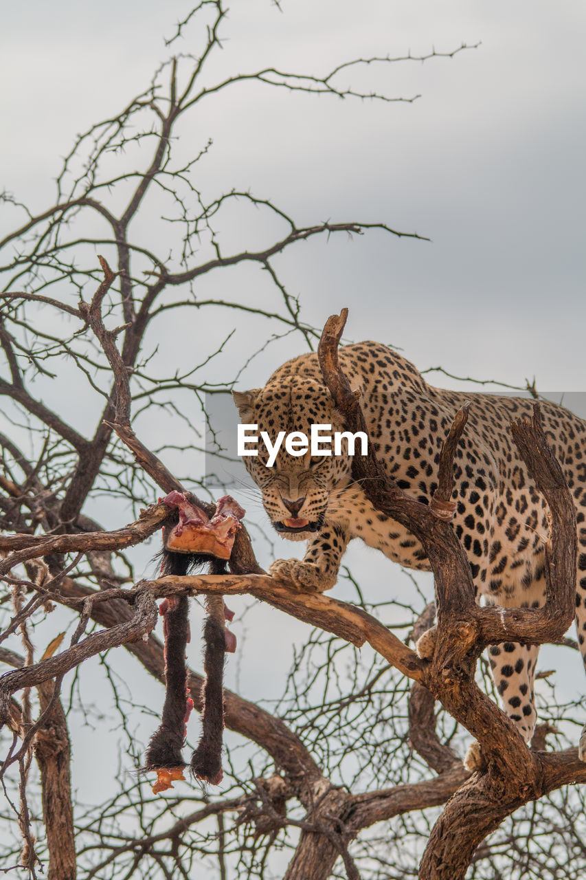 VIEW OF CAT ON TREE