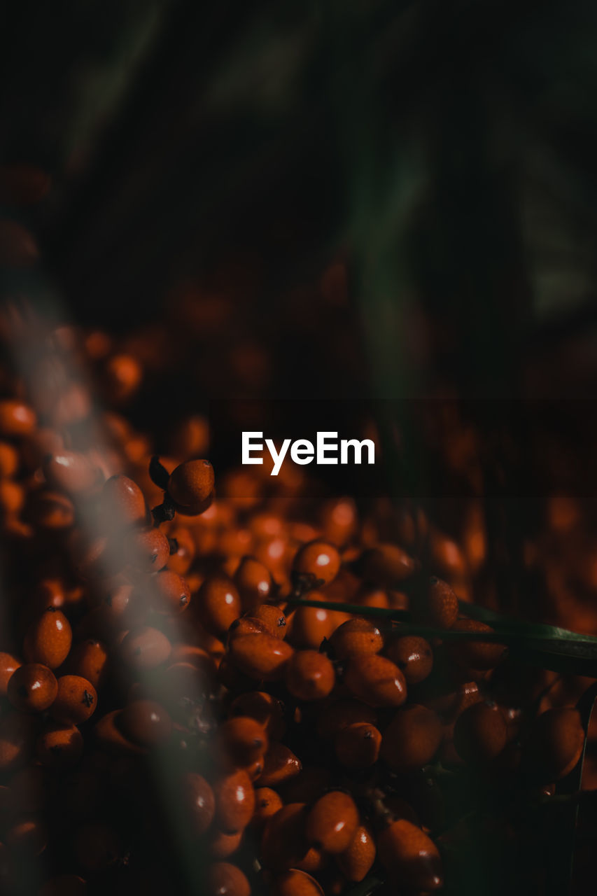 Close-up of coffee fruits