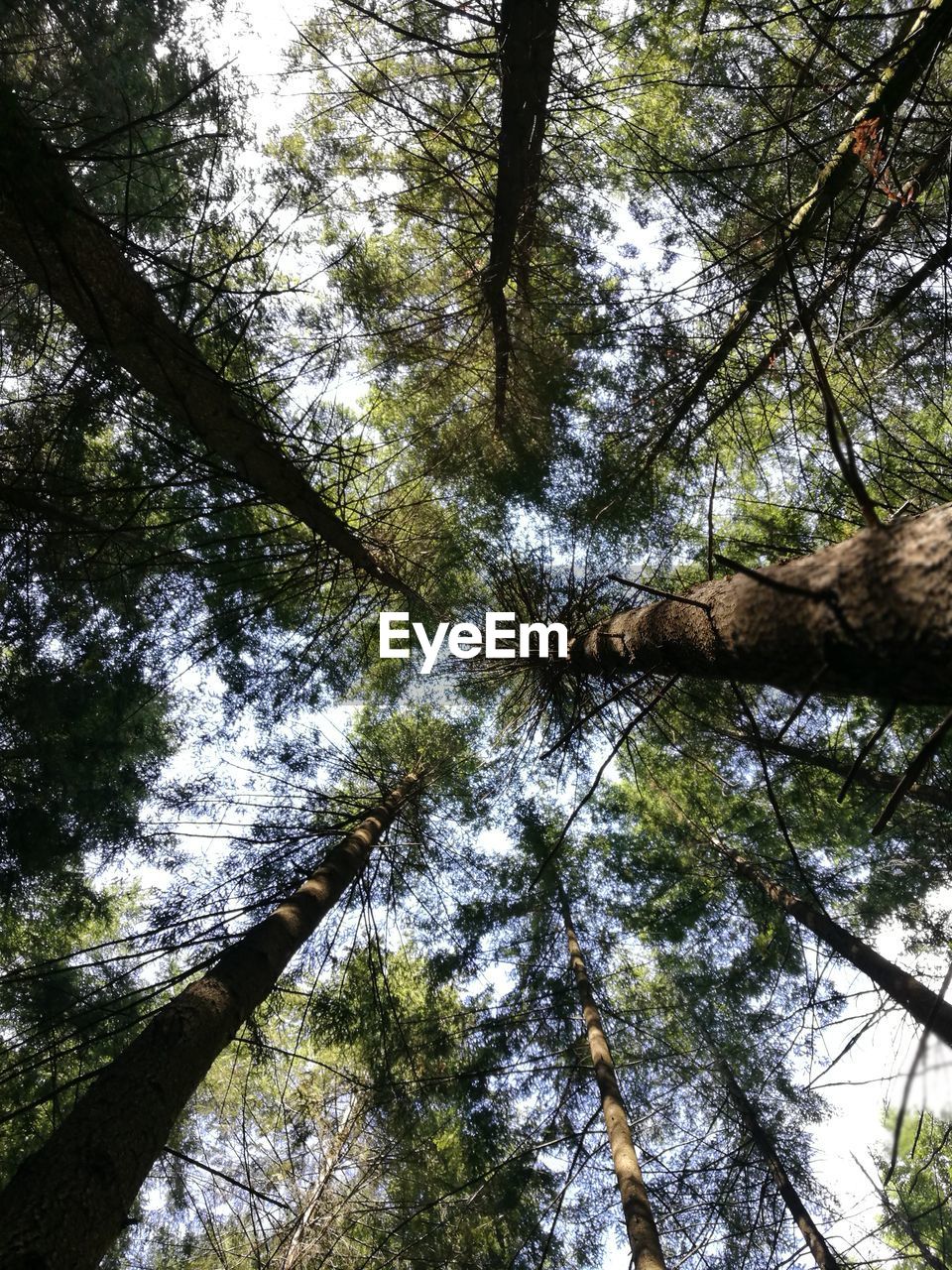 LOW ANGLE VIEW OF TREES AGAINST SKY