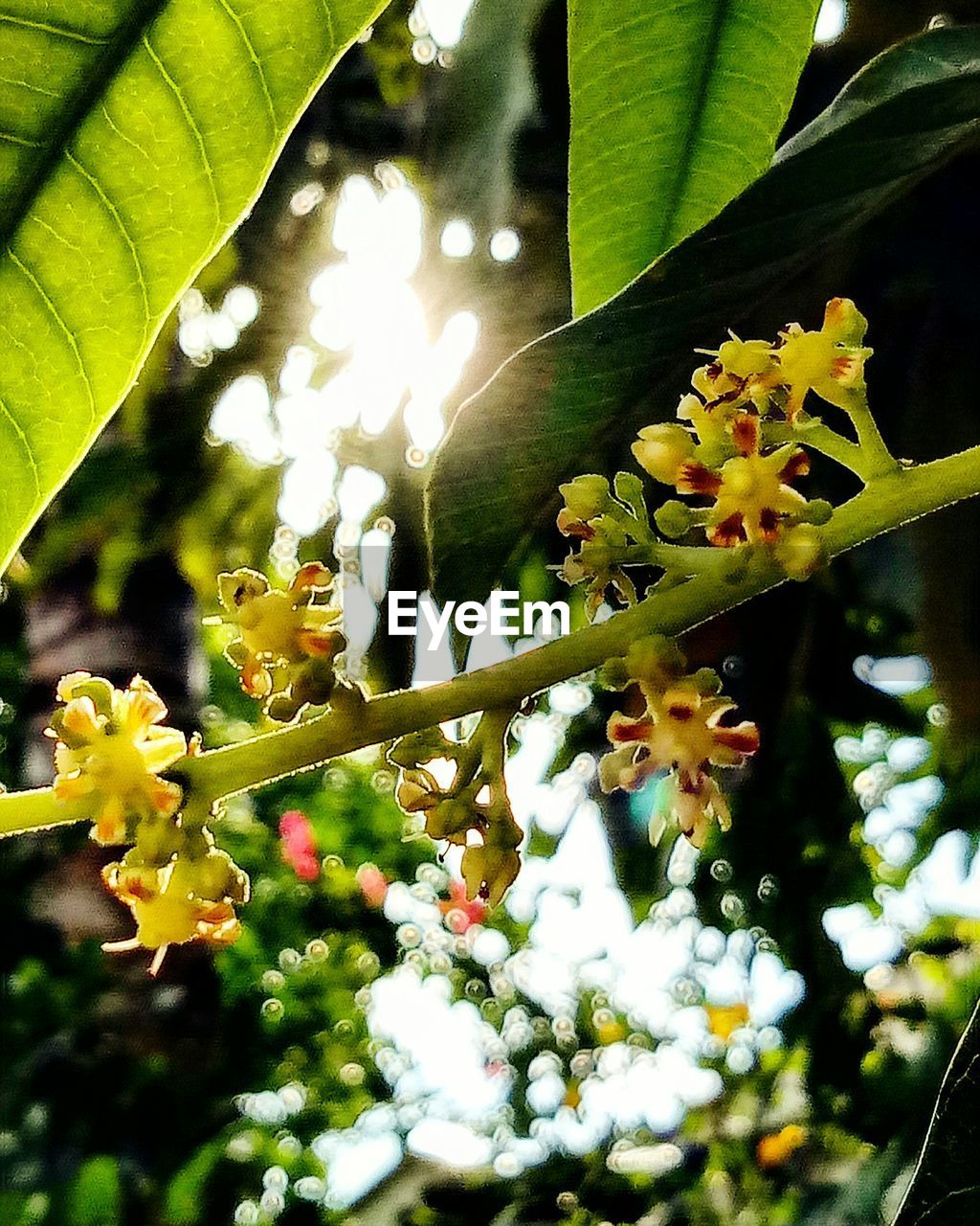 LOW ANGLE VIEW OF FLOWERS ON TREE