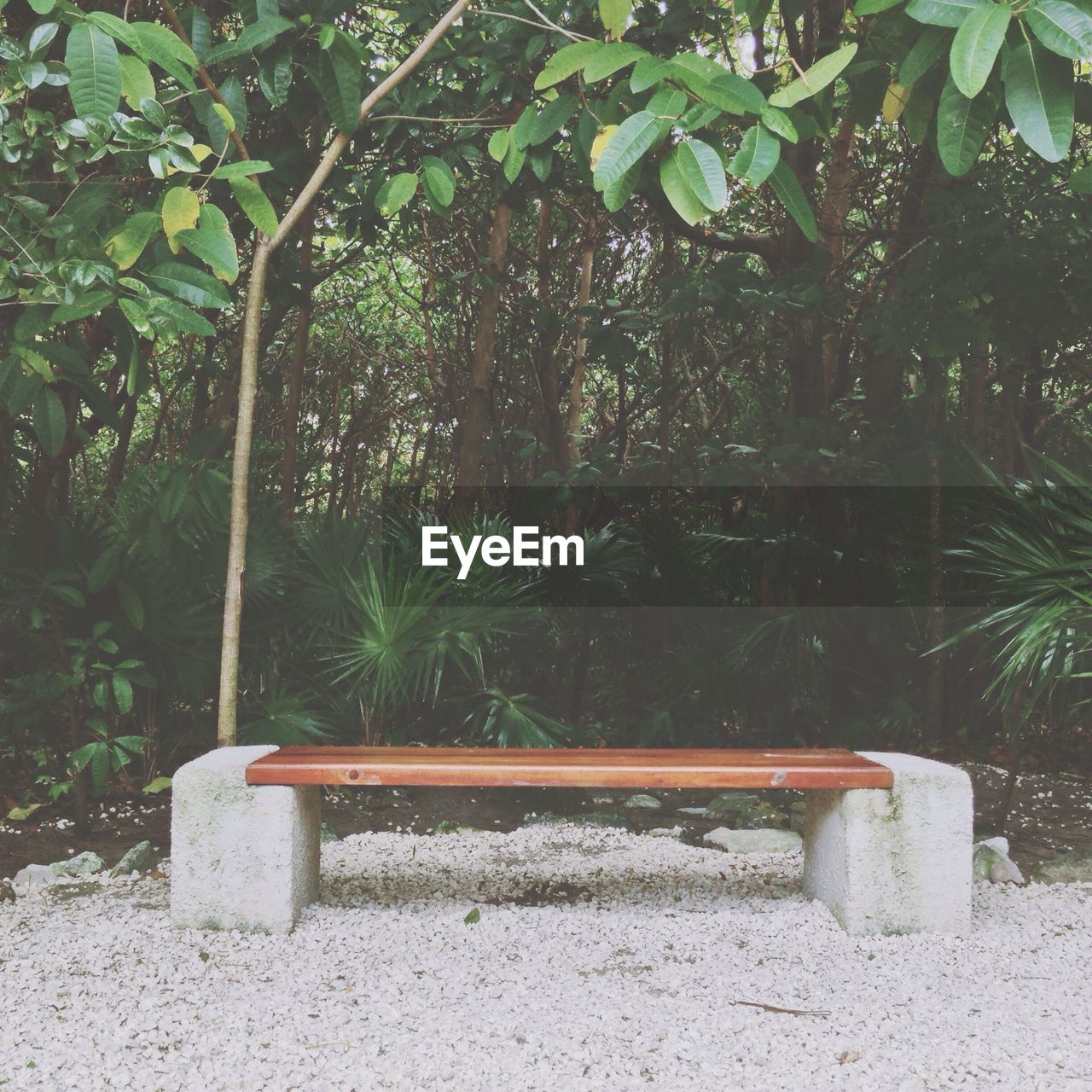 Empty bench and trees