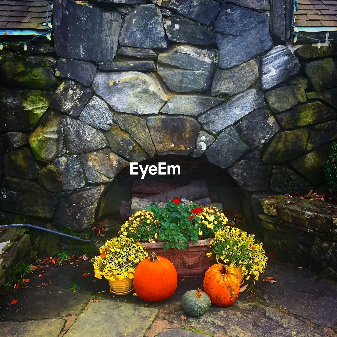 VIEW OF PUMPKINS ON STONE