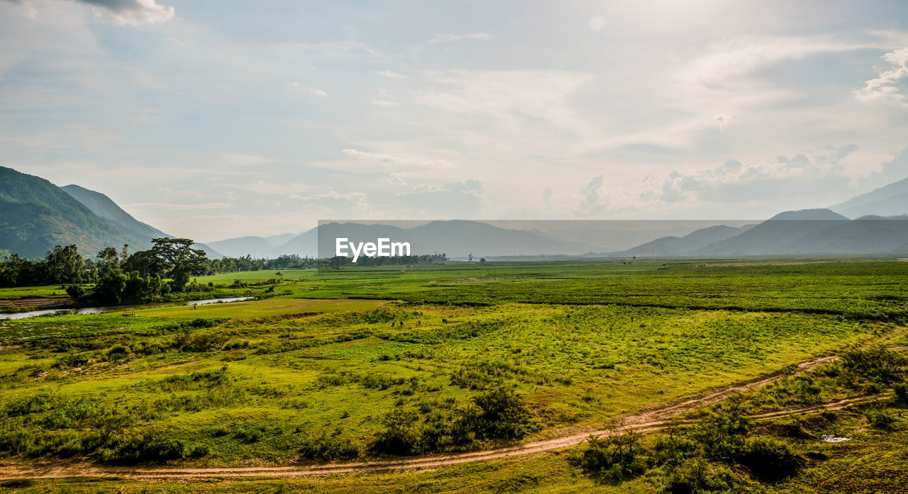 Scenic view of agricultural field against sky