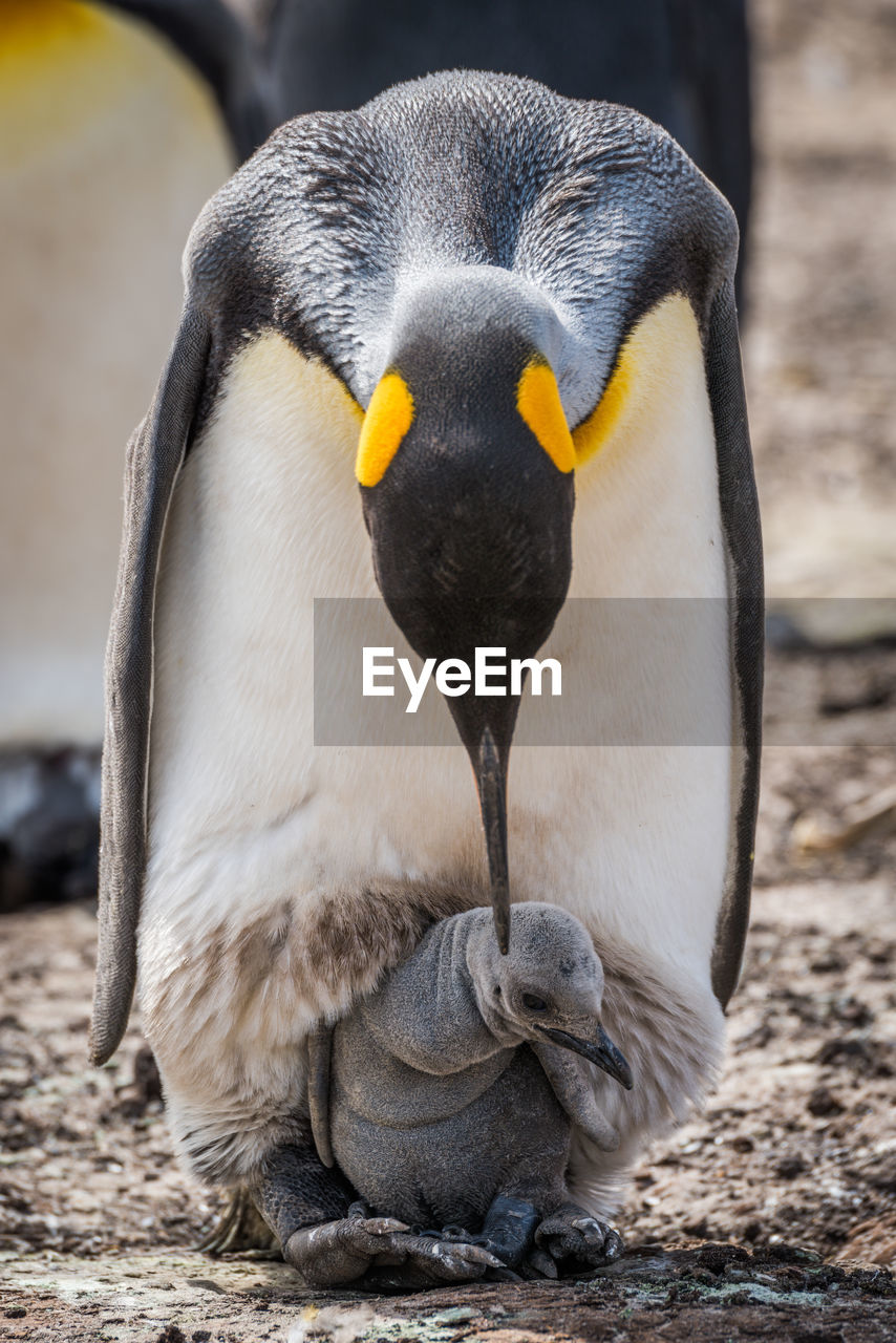 Close-up of emperor penguin with chick on field