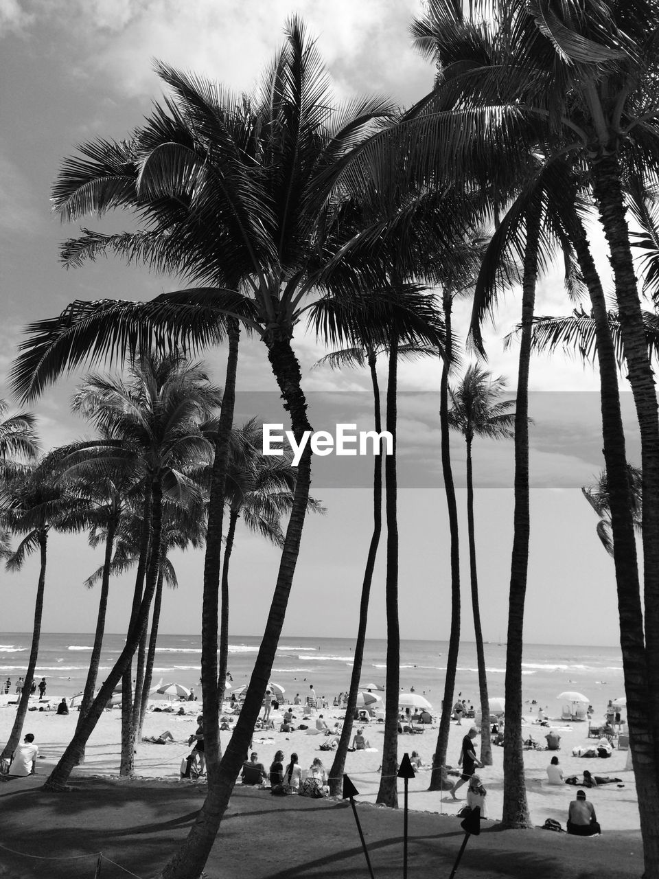 Palm trees on beach