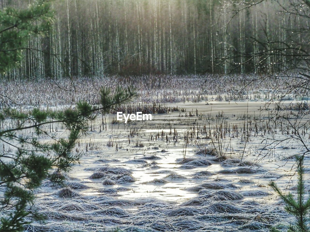 VIEW OF BARE TREES IN WINTER