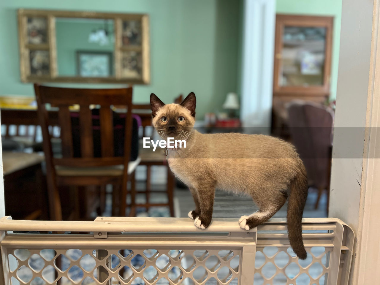 animal themes, mammal, animal, cat, pet, one animal, domestic animals, domestic cat, no people, small to medium-sized cats, indoors, felidae, feline, seat, portrait, chair, focus on foreground, window, standing, looking at camera, sitting, cute, young animal, architecture, home interior, day