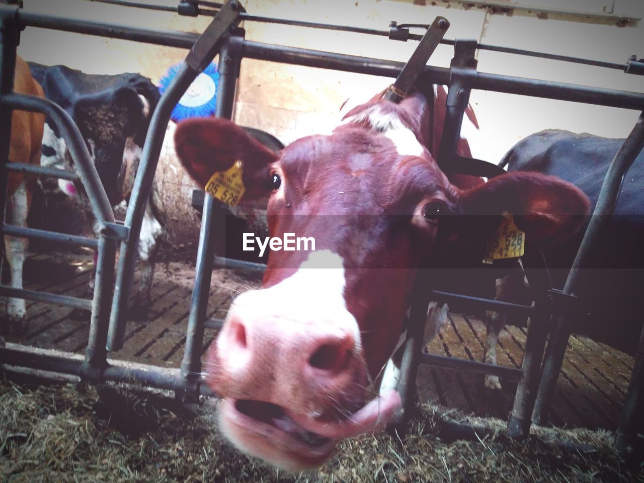 Close-up of cows in pen