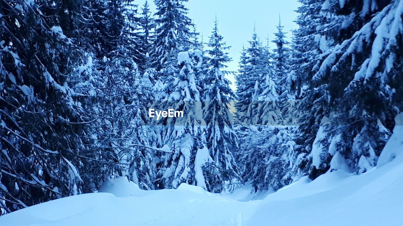 SNOW COVERED TREES IN FOREST