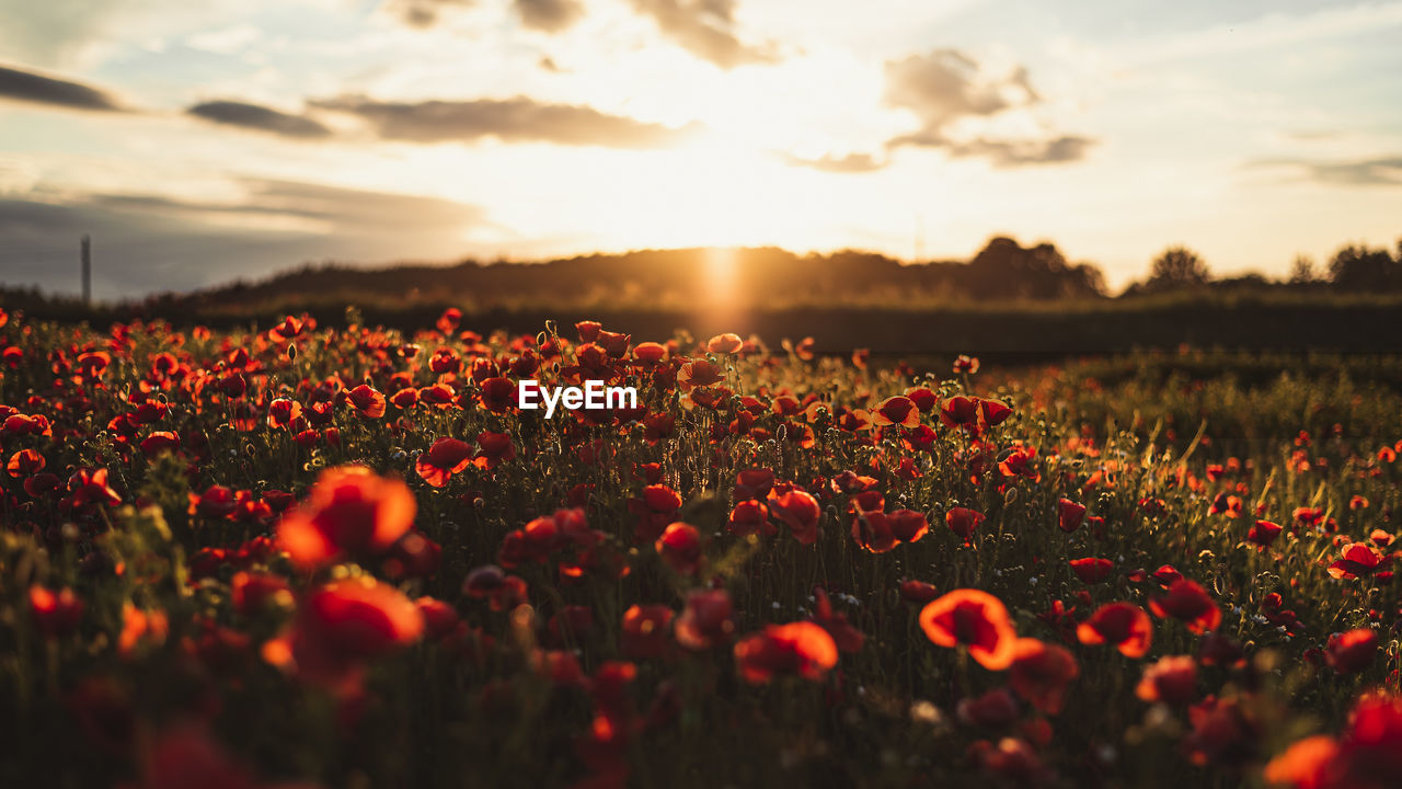 View of flowering poppy on field during sunset