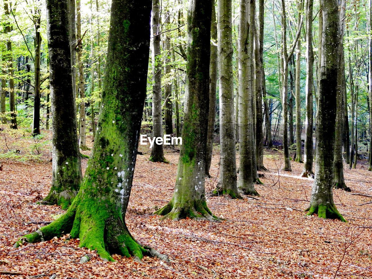 VIEW OF TREES IN THE FOREST