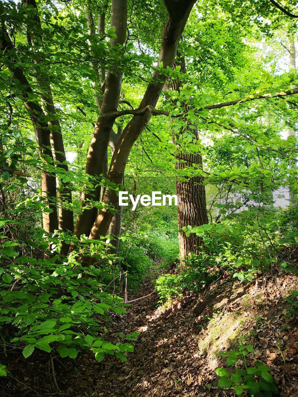 TREES AND PLANTS ON FIELD IN FOREST