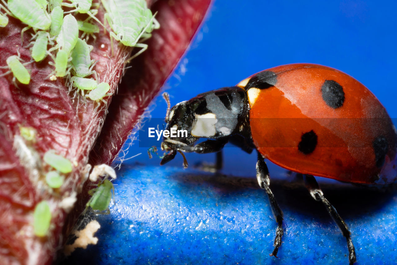 CLOSE-UP OF INSECT ON BLUE LEAF