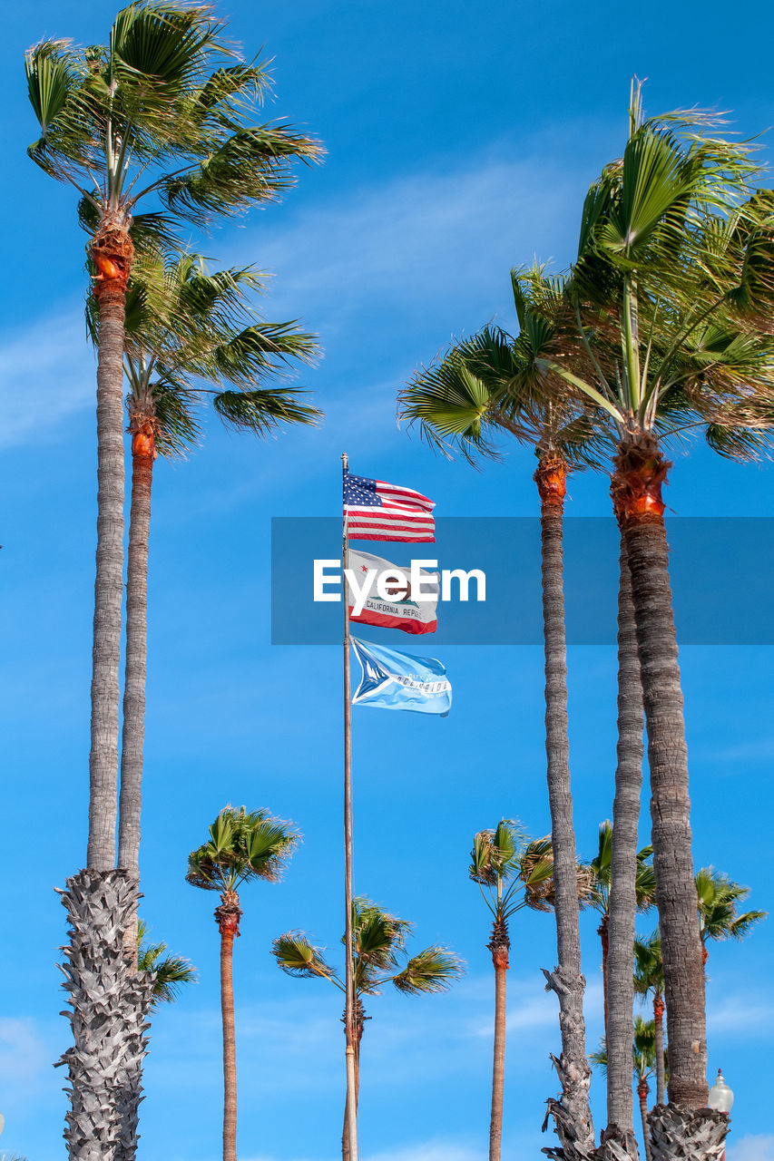 LOW ANGLE VIEW OF COCONUT PALM TREE AGAINST BLUE SKY