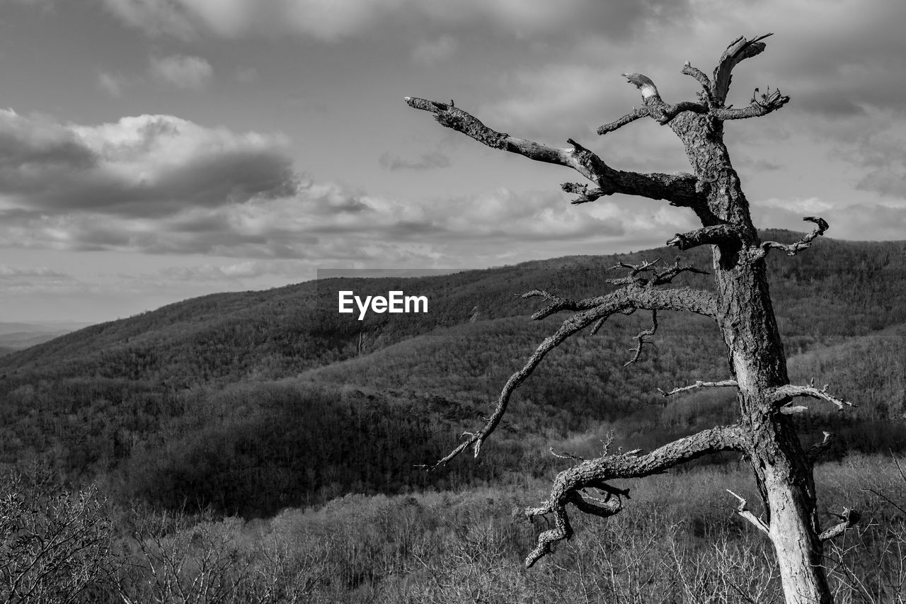View of dead tree on field against mountains and sky
