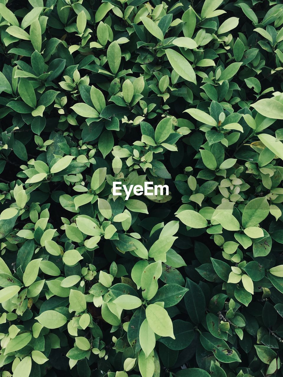 Full frame shot of green leaves