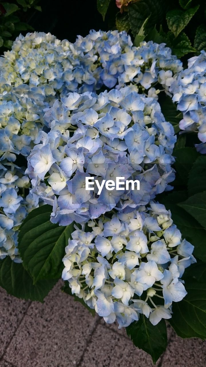 Close-up of white hydrangea flowers