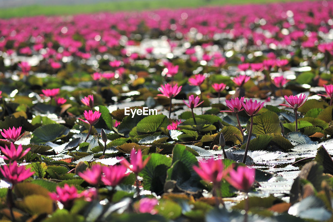 PINK LOTUS WATER LILY IN LAKE