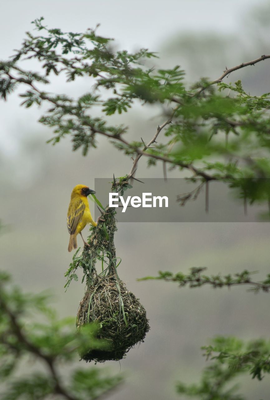 Masked weaver bird perching on nest